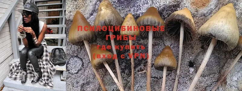 как найти закладки  Дагестанские Огни  Галлюциногенные грибы Psilocybe 